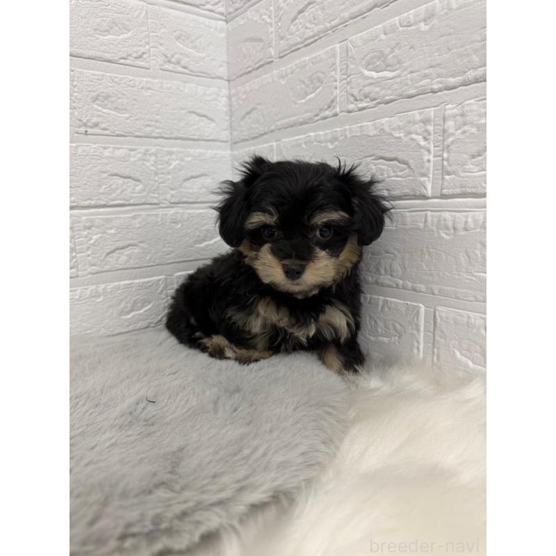 商談中の東京都のマルシュナ:マルチーズ×ミニチュアシュナウザー-441062の7枚目