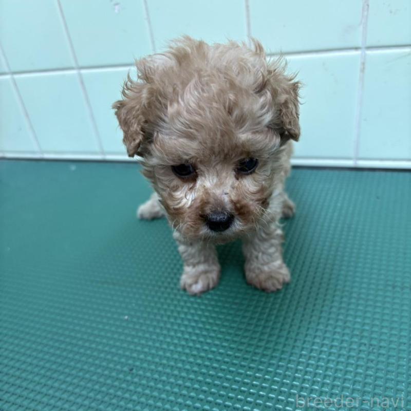 販売中の岐阜県のティーカッププードル-441061の3枚目