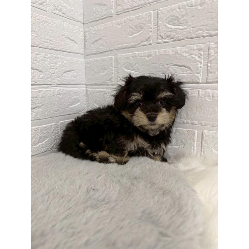 商談中の東京都のマルシュナ:マルチーズ×ミニチュアシュナウザー-441062の4枚目