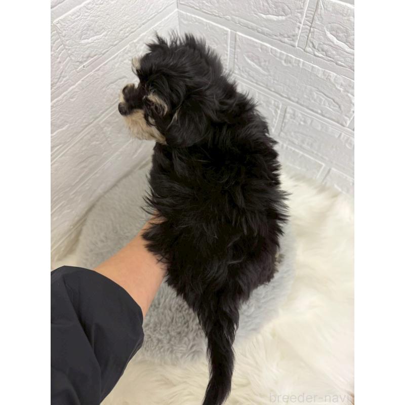 商談中の東京都のマルシュナ:マルチーズ×ミニチュアシュナウザー-441062の3枚目