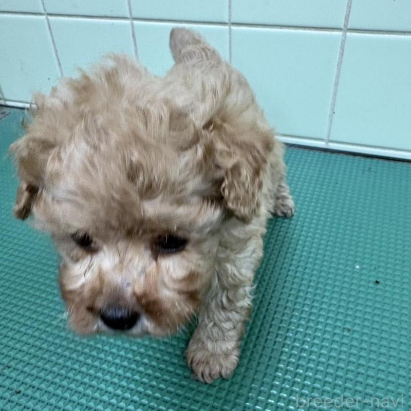 販売中の岐阜県のティーカッププードル-441061の2枚目