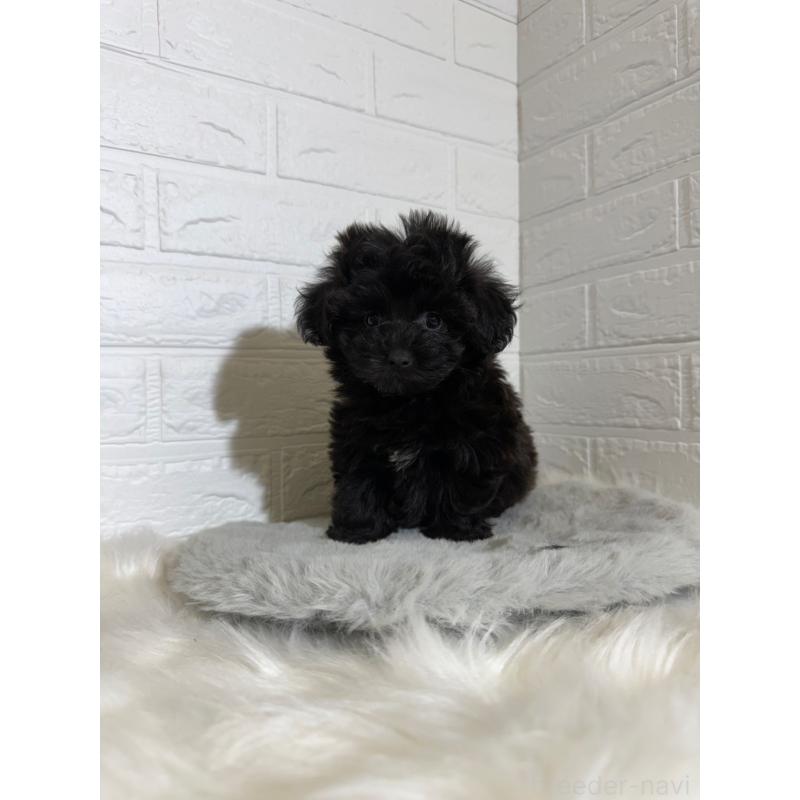 販売中の東京都のマルプー:マルチーズ×トイプードル-441064の14枚目