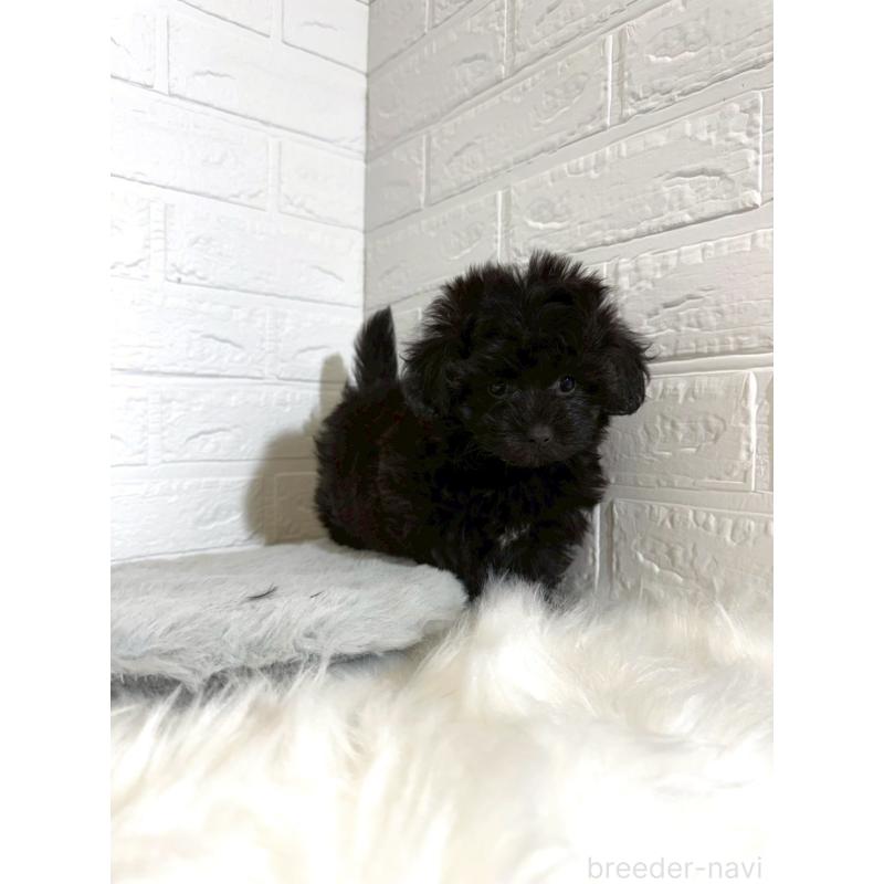 販売中の東京都のマルプー:マルチーズ×トイプードル-441064の13枚目