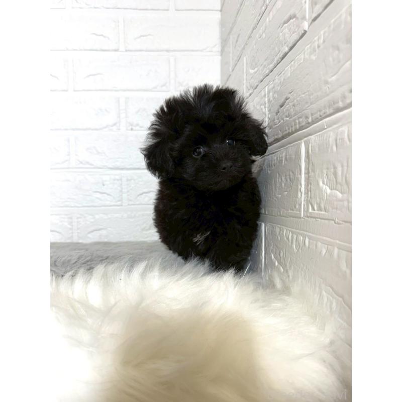 販売中の東京都のマルプー:マルチーズ×トイプードル-441064の8枚目