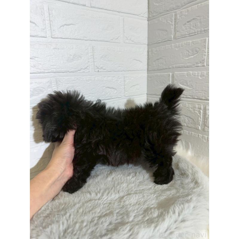 販売中の東京都のマルプー:マルチーズ×トイプードル-441064の2枚目