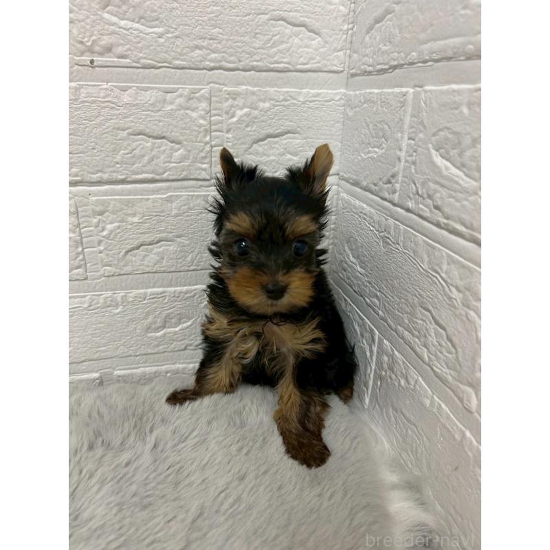 販売中の東京都のヨークシャーテリア-441065の11枚目