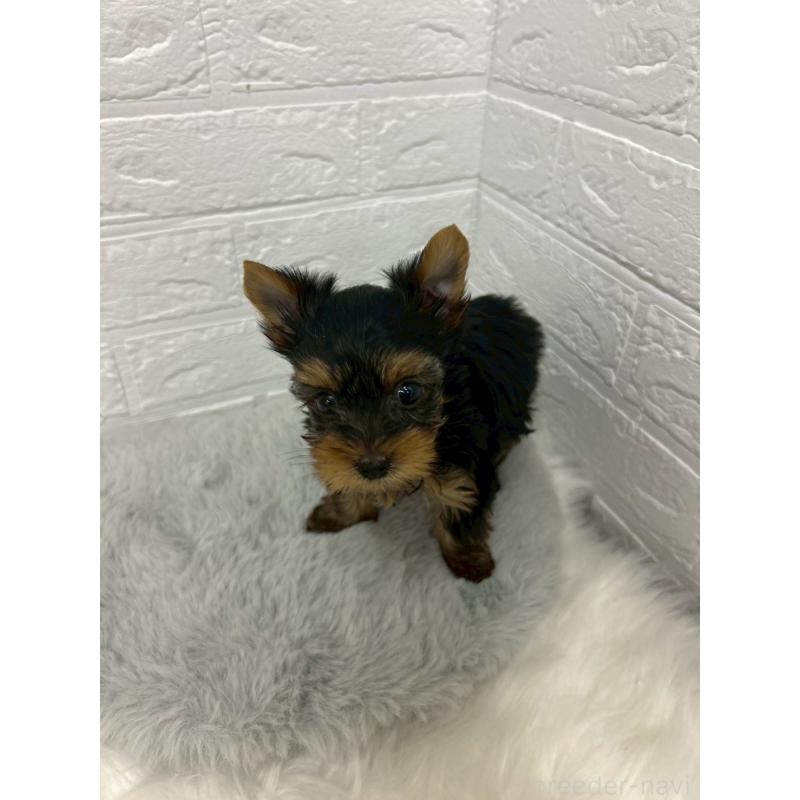 販売中の東京都のヨークシャーテリア-441065の9枚目