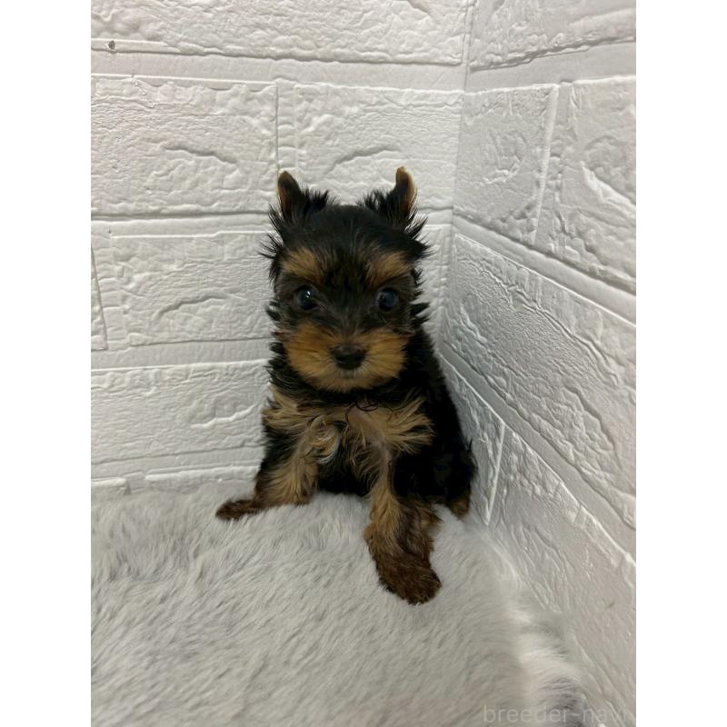 販売中の東京都のヨークシャーテリア-441065の8枚目