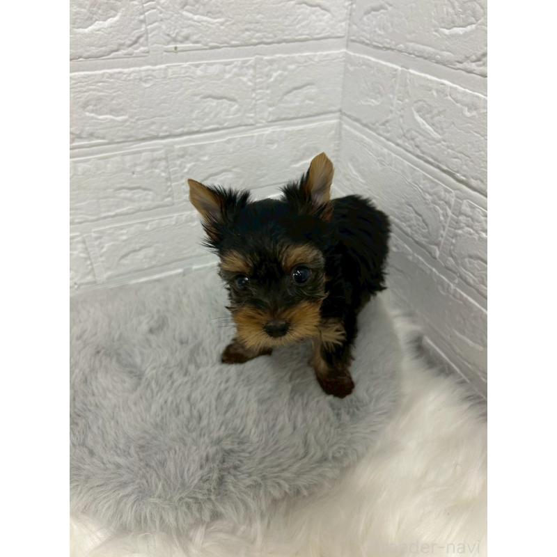 販売中の東京都のヨークシャーテリア-441065の4枚目