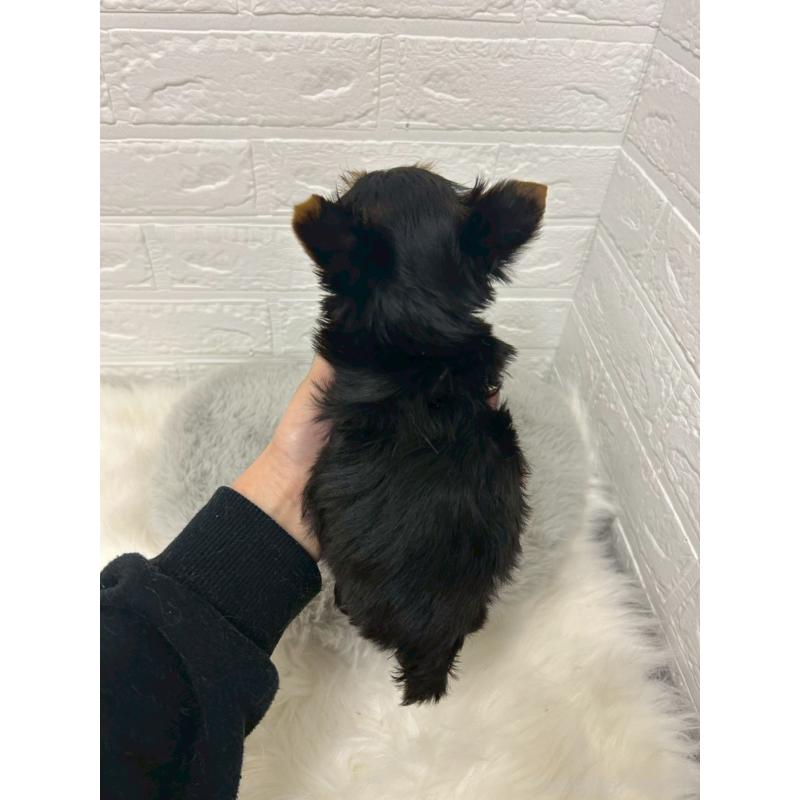 販売中の東京都のヨークシャーテリア-441065の3枚目