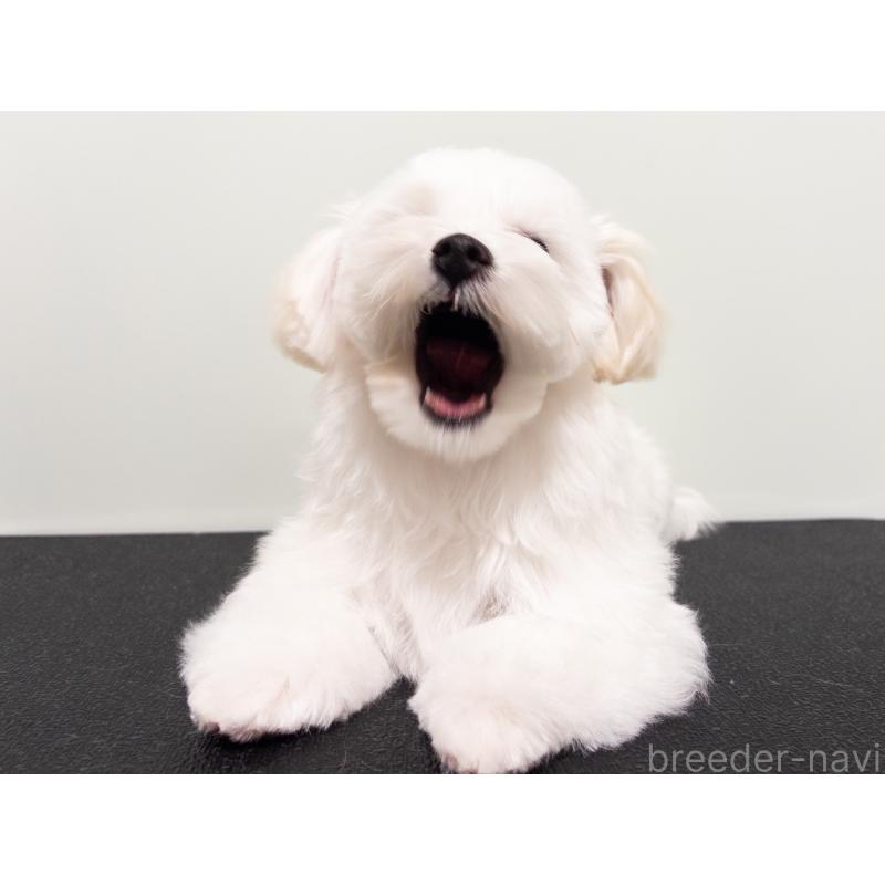 成約済の神奈川県のマルチーズ-420174の3枚目