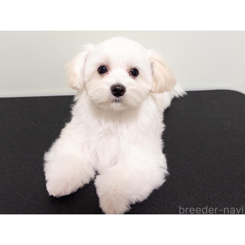 成約済の神奈川県のマルチーズ-420174の2枚目