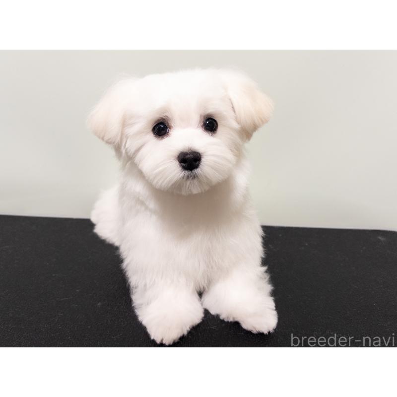 成約済の神奈川県のマルチーズ-420175の3枚目