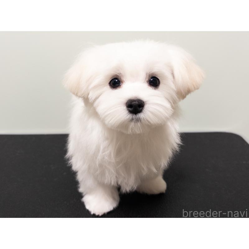 成約済の神奈川県のマルチーズ-420175の2枚目