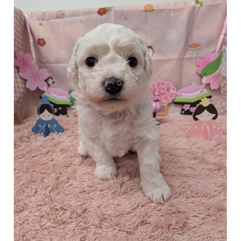 販売中の岐阜県のビションフリーゼ-440870の5枚目