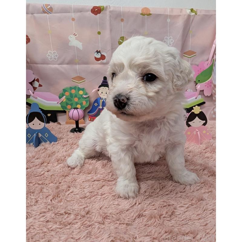 販売中の岐阜県のビションフリーゼ-440870の4枚目