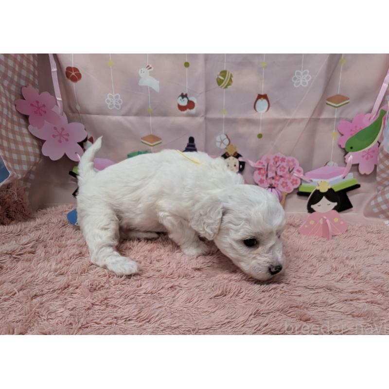 販売中の岐阜県のビションフリーゼ-440870の3枚目