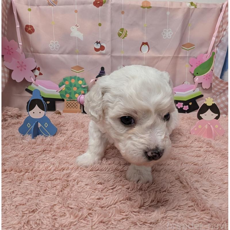 販売中の岐阜県のビションフリーゼ-440870の2枚目