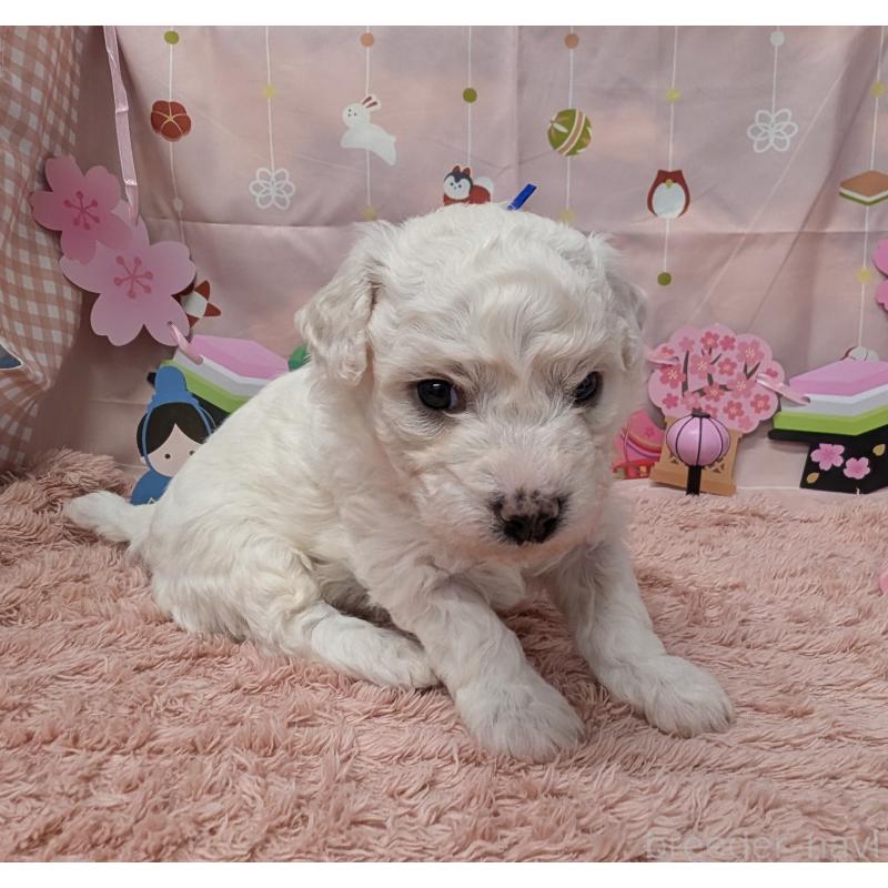 販売中の岐阜県のビションフリーゼ-440871の5枚目