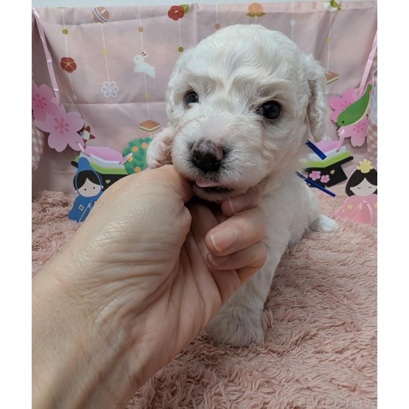 販売中の岐阜県のビションフリーゼ-440871の4枚目