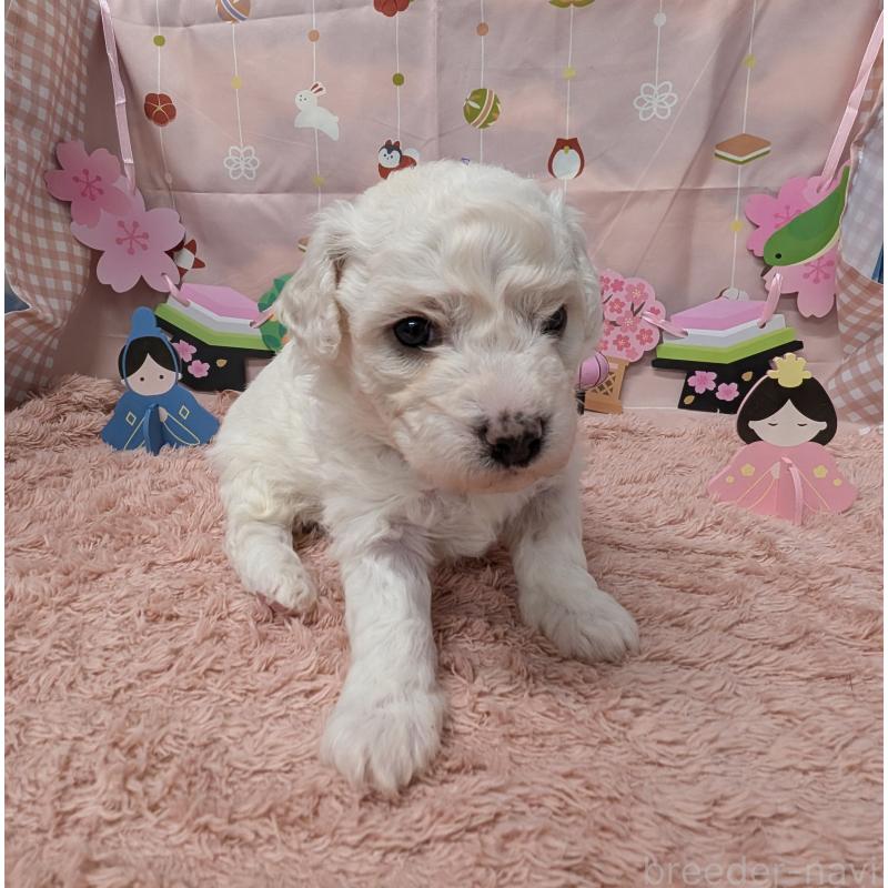 販売中の岐阜県のビションフリーゼ-440871の3枚目