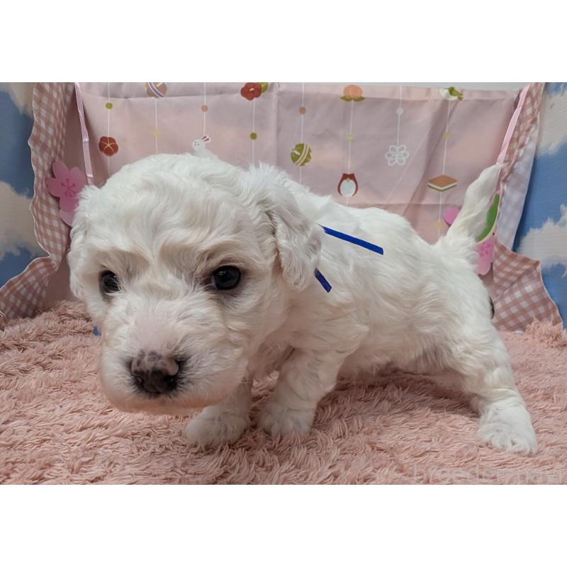 販売中の岐阜県のビションフリーゼ-440871の2枚目