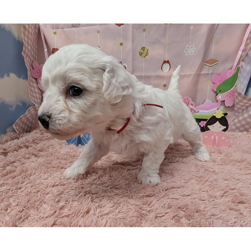 販売中の岐阜県のビションフリーゼ-440872の2枚目