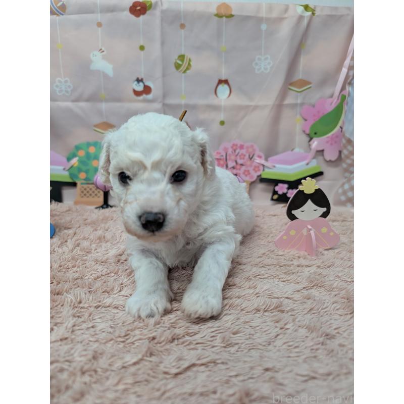 販売中の岐阜県のビションフリーゼ-440874の4枚目