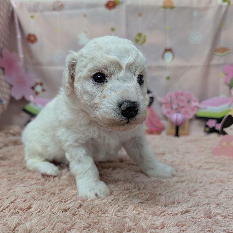 販売中の岐阜県のビションフリーゼ-440874の3枚目