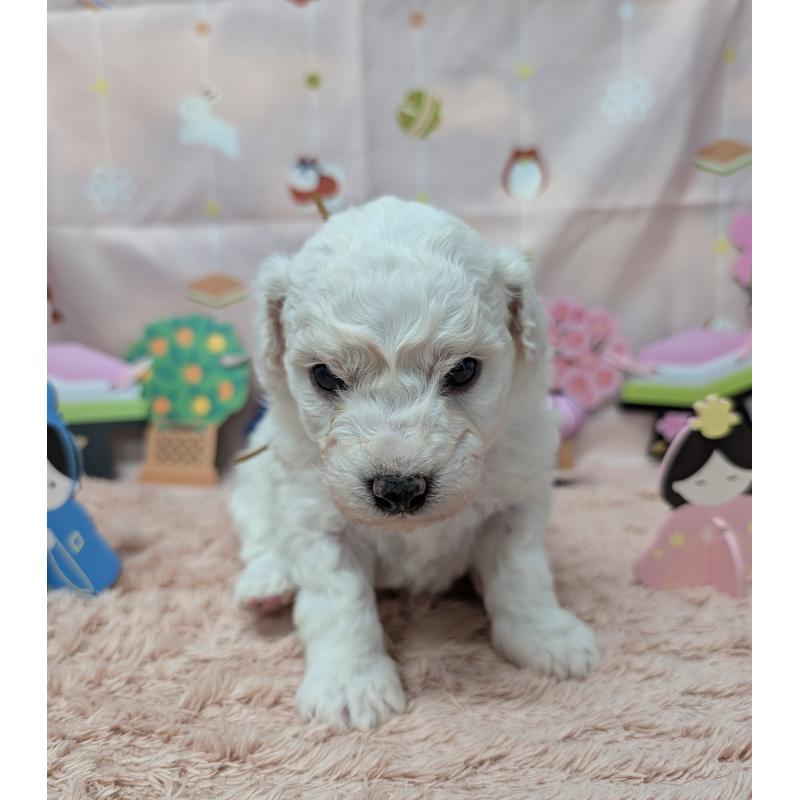 販売中の岐阜県のビションフリーゼ-440874の2枚目