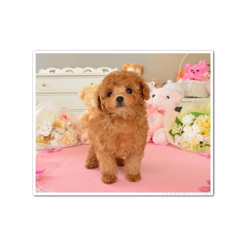 販売中の岩手県のティーカッププードル-438601の5枚目