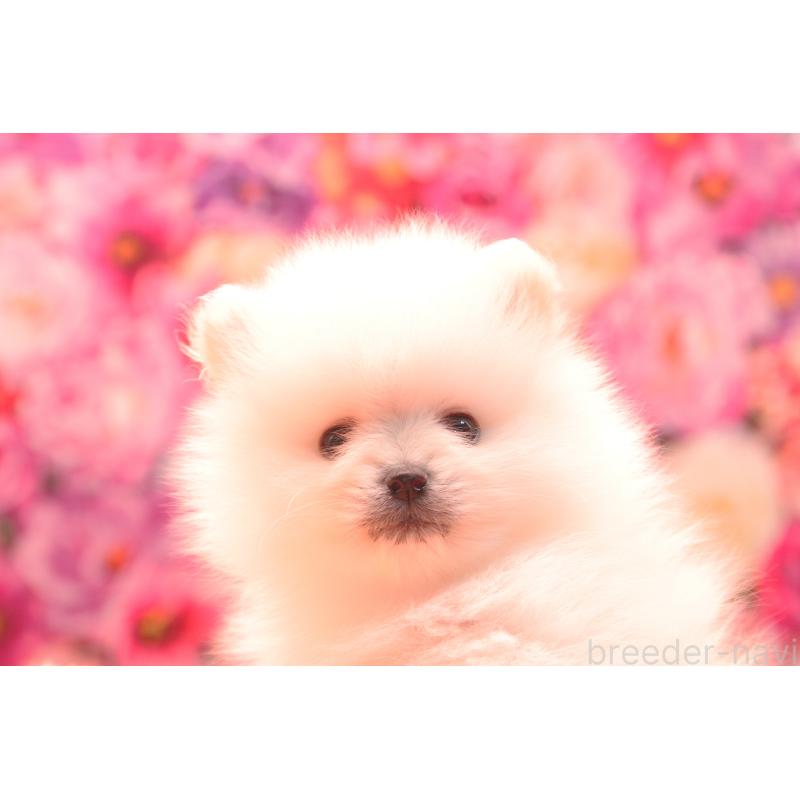 成約済の茨城県のポメラニアン-440160の9枚目