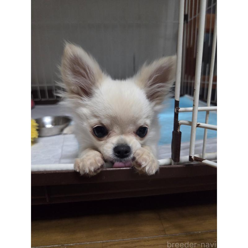 販売中の愛知県のチワワ(ロングコート)-427339の2枚目