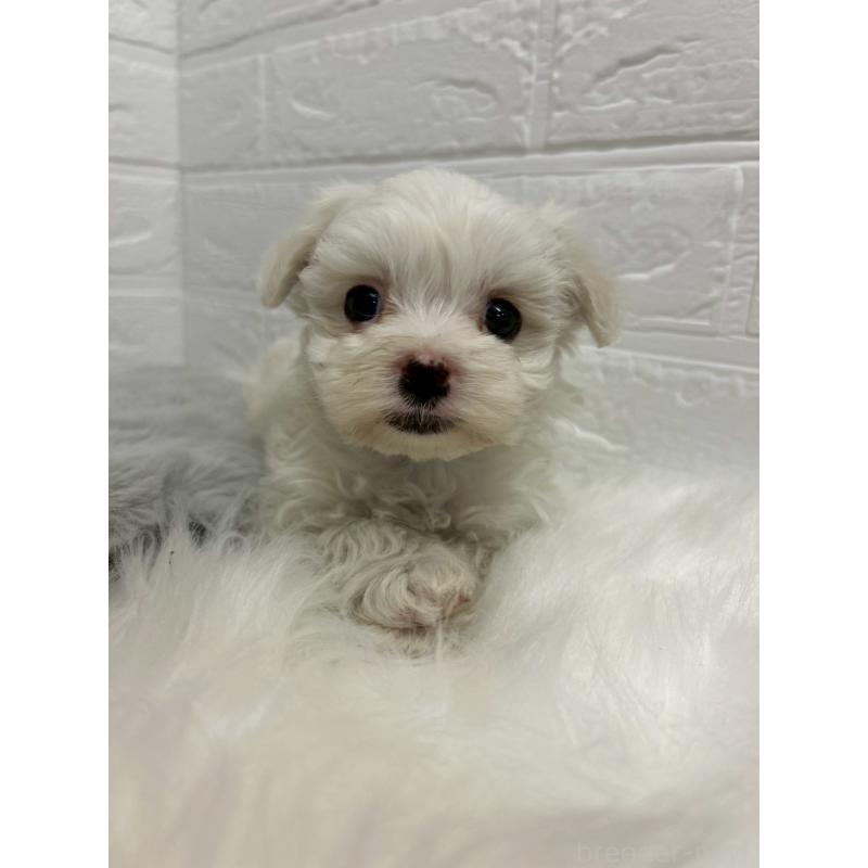 販売中の東京都のマルチーズ-441067の12枚目