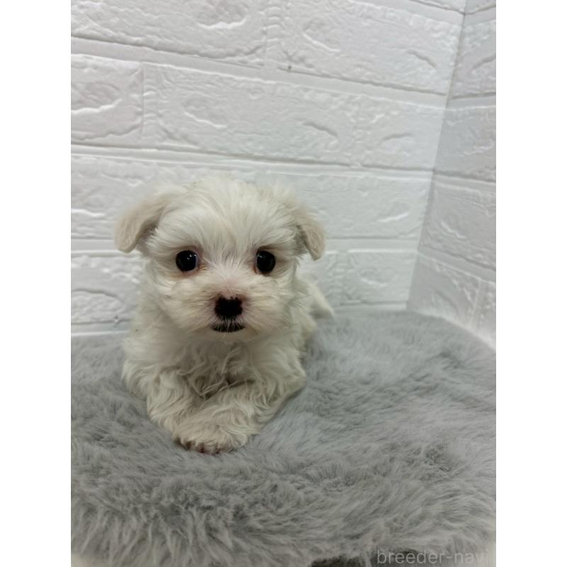 販売中の東京都のマルチーズ-441067の6枚目