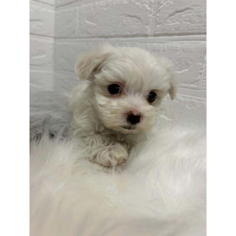 販売中の東京都のマルチーズ-441067の5枚目