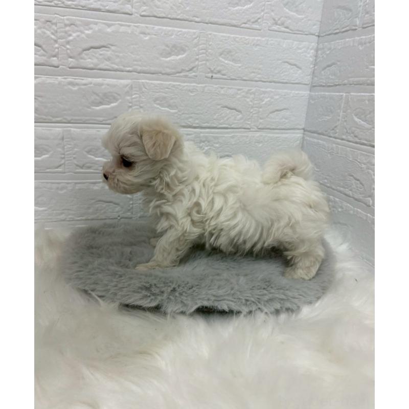 販売中の東京都のマルチーズ-441067の4枚目