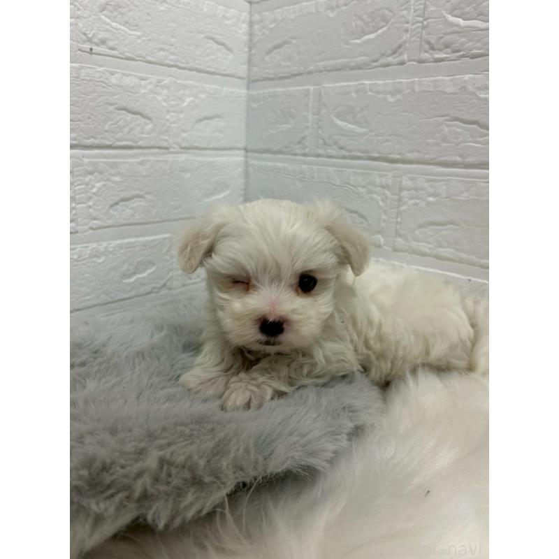 販売中の東京都のマルチーズ-441067の3枚目