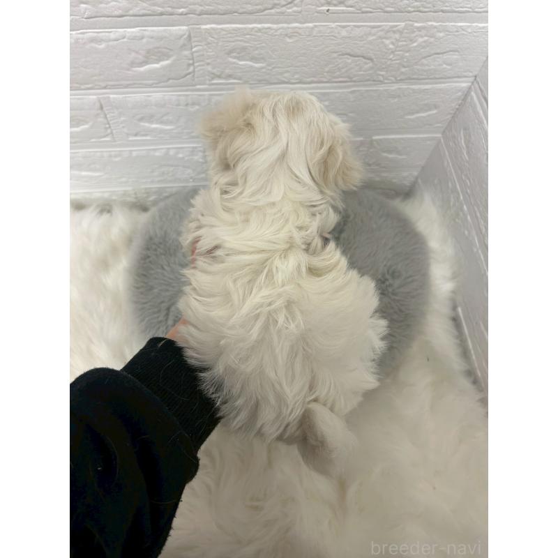 販売中の東京都のマルチーズ-441067の2枚目