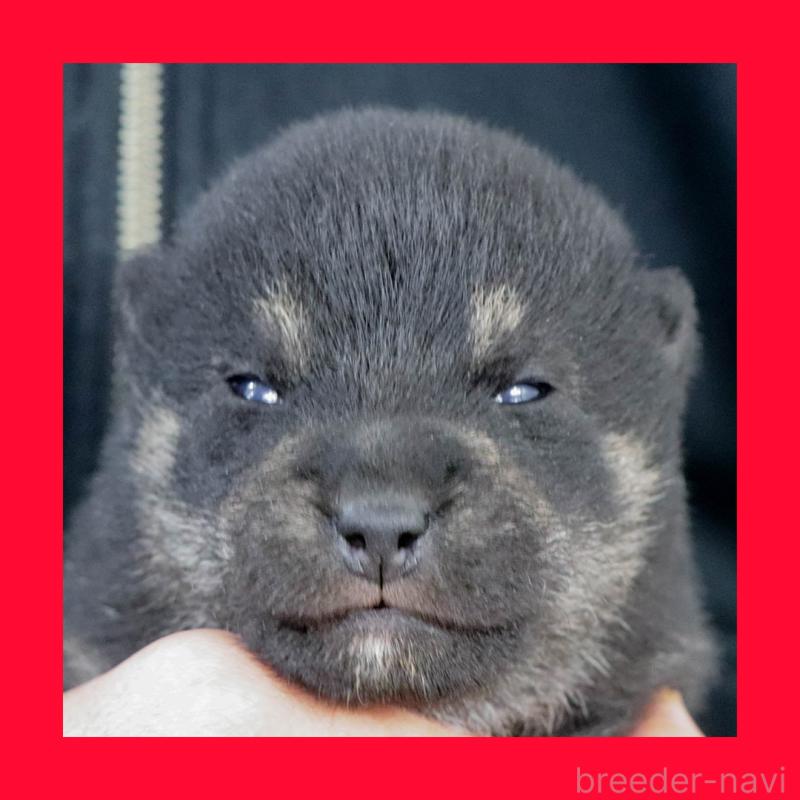 販売中の愛知県の柴犬-441068の1枚目