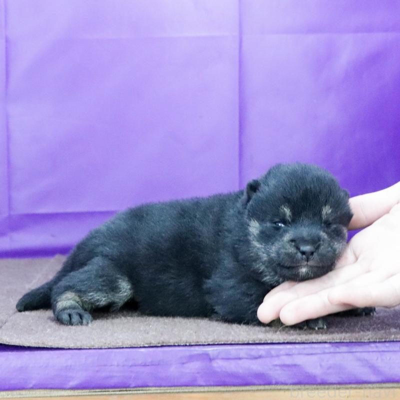 販売中の愛知県の柴犬-441068の3枚目