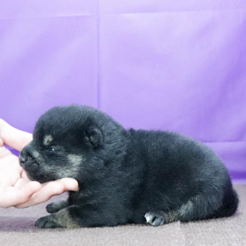 販売中の愛知県の柴犬-441068の2枚目