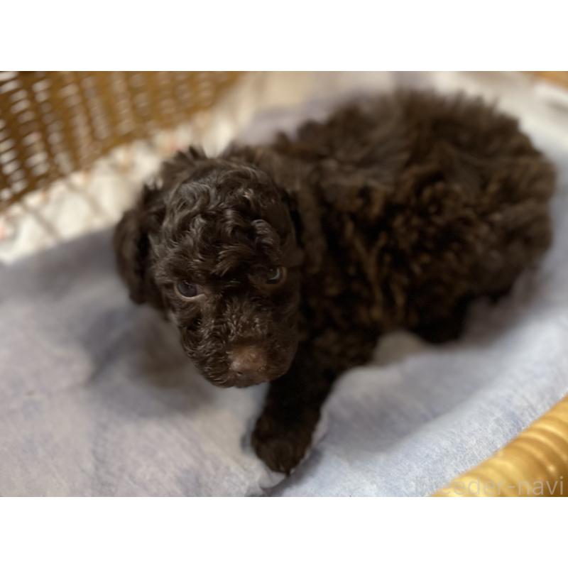 販売中の福岡県のトイプードル-441069の6枚目