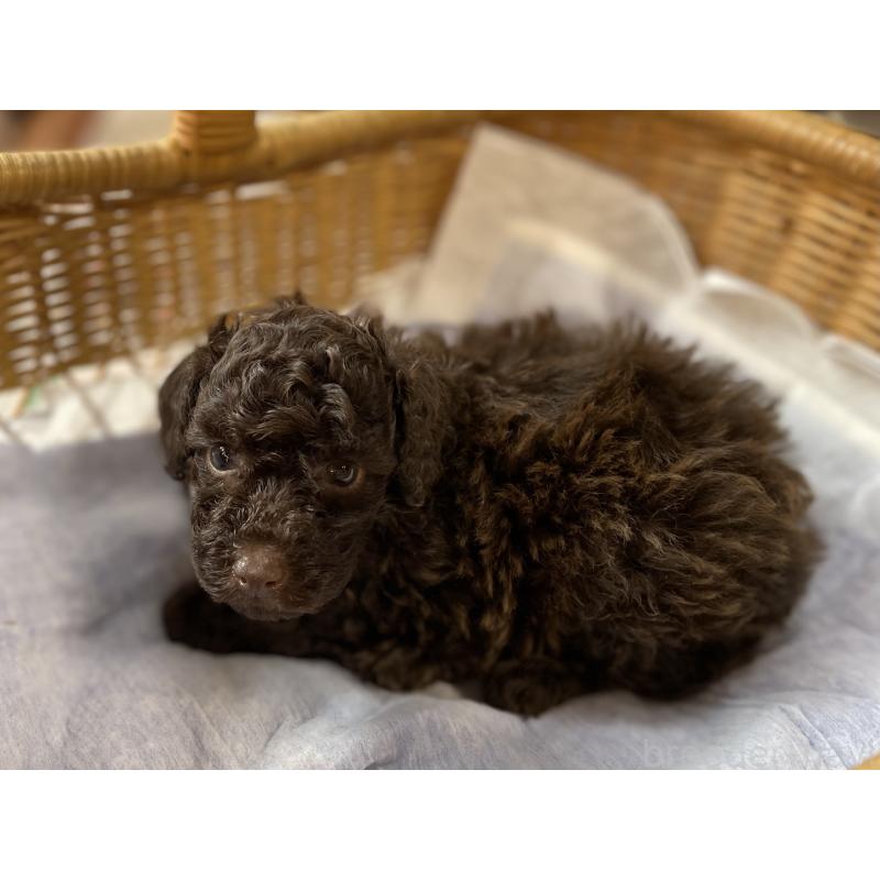 販売中の福岡県のトイプードル-441069の5枚目