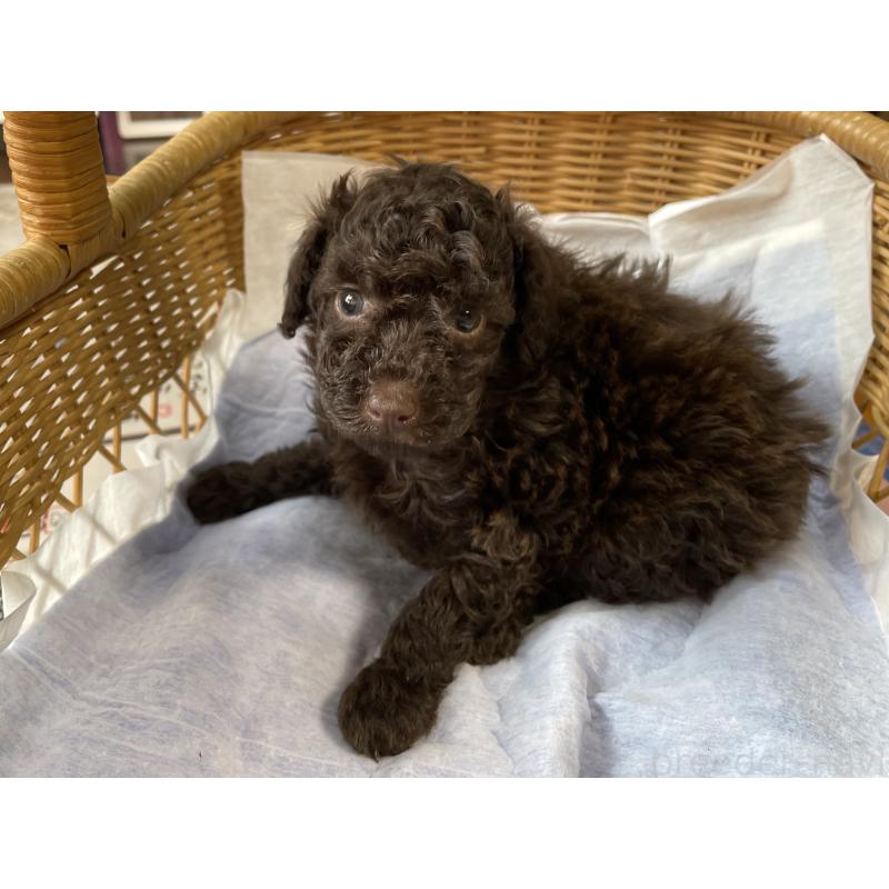 販売中の福岡県のトイプードル-441069の4枚目