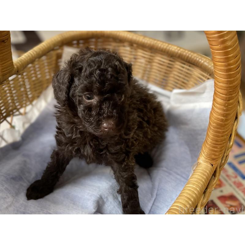 販売中の福岡県のトイプードル-441069の3枚目