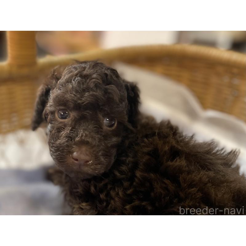 販売中の福岡県のトイプードル-441069の2枚目