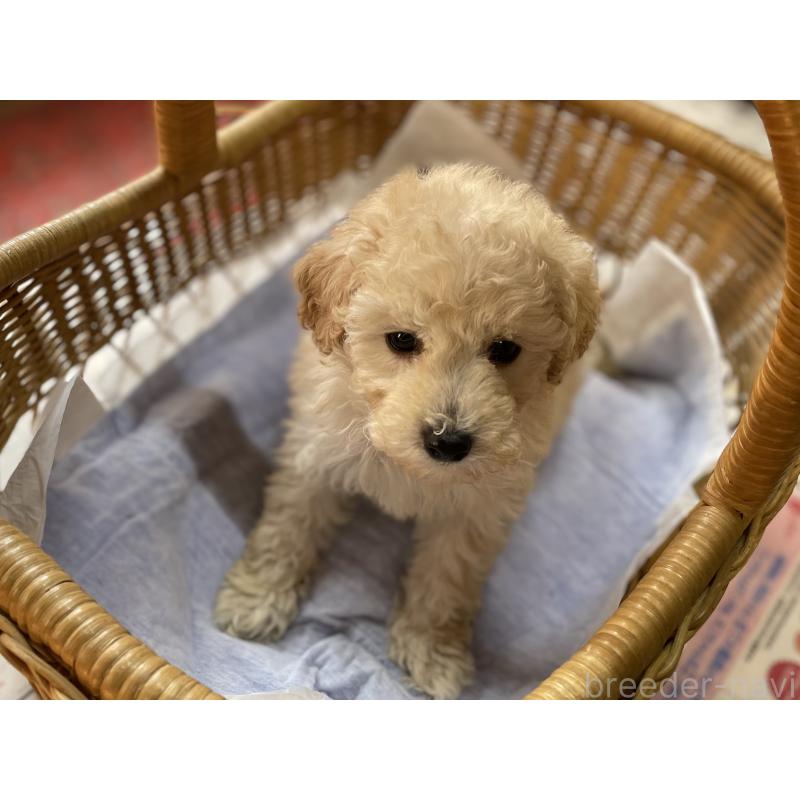 成約済の福岡県のトイプードル-441070の6枚目