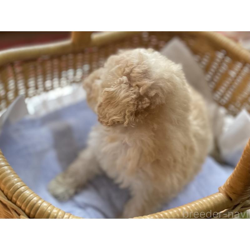 成約済の福岡県のトイプードル-441070の5枚目