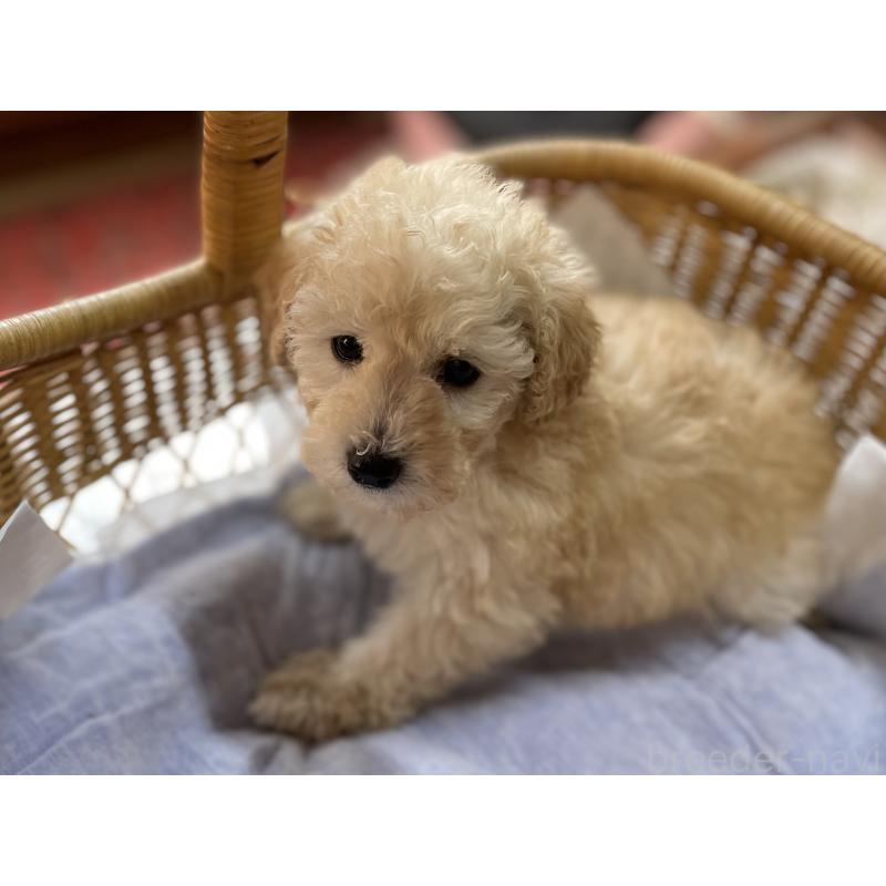 成約済の福岡県のトイプードル-441070の4枚目